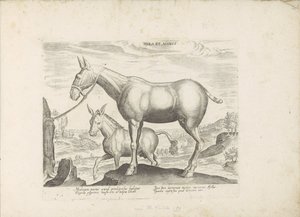 Mule and Donkey Horse Breeds from the Royal Stables of Don Juan of Austria (series title) by Anonymous