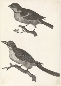 Sparrow on a Branch to the Left, Below a Bird with a Serrated Beak by Anonymous