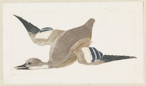 Duck Flying to the Left by Anonymous