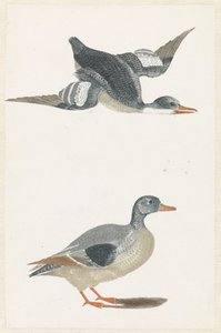 Duck Flying to the Right and Standing Duck