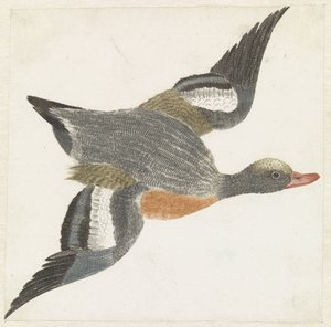 Smew Flying to the Right by Anonymous