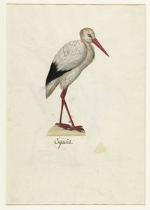 Stork (Lombard Album) by Anonymous