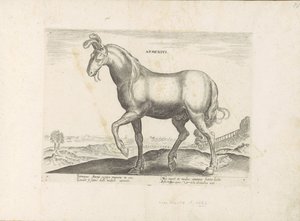 Horse from Armenia