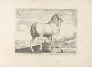 Horse from Corsica