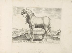 Horse from Greece Achivus Horses from the Royal Stables of Don Juan of Austria (series title) Equile, in quo omnis generis generosissi: morum equorum ex varijs orbis partibus insignis delectus (series title)