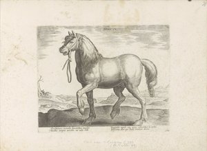 Horse from Gulik (Juliacus)