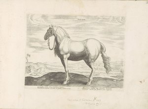 Horse from Northern Italy (Horse Breeds from the Royal Stables of Don Juan of Austria)