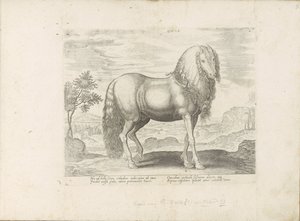 Horse from Romania (Dacus) by Anonymous