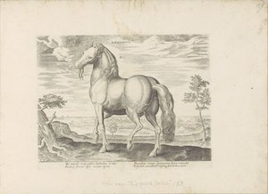 Horse from Sardinia