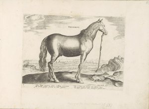 Horse from Thessaly by Anonymous