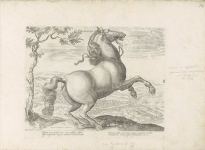 Horse from Tuscany (Equile, in quo omnis generis generosissi: morum equorum ex varijs orbis partibus insignis delectus)