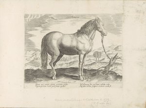 Horse from Turkey