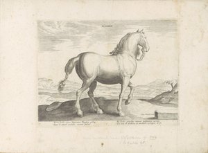 Horse from Flanders