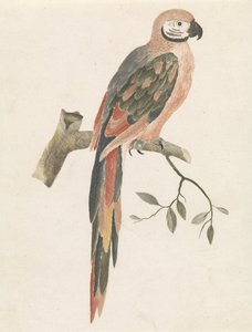 Parrot on a Branch