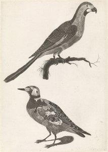 Parrot on a branch to the right, under a turnstone to the left by Anonymous