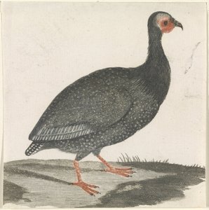 Guinea Fowl by Anonymous