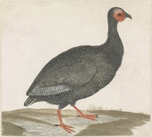 Guinea Fowl