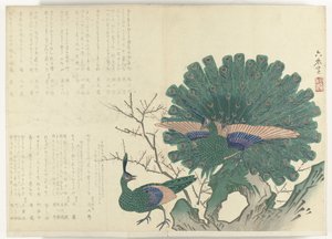 Peacocks (series title: Album Shijo-surimono from the period 1840-1900)