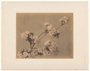 Peonies by Anonymous