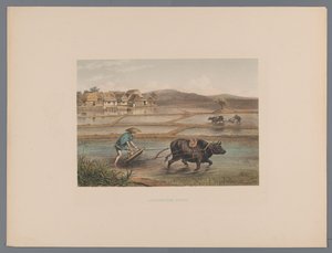 Plowing Farmers in Japanese Rice Fields (Souvenir of Japan Views from Nature with Text by Count de Lijnden)