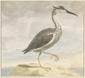 Heron by Anonymous