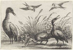 Herons and Swallows