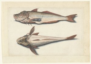 Red Gurnard (Lombard album) by Anonymous