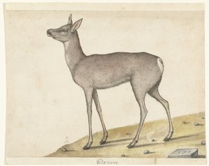 Roe Deer