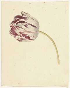Red and White Tulip