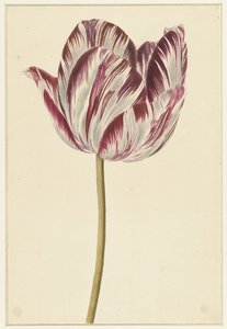 Red and White Tulip
