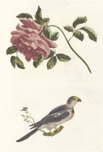 Rose and Parakeet