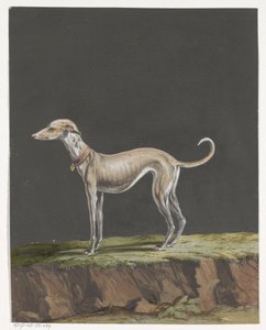 Standing Greyhound Facing Left by Anonymous