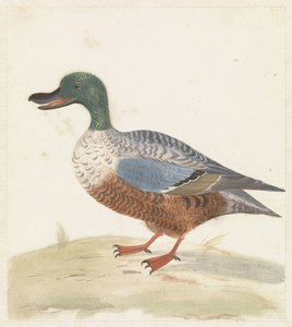 Standing Shoveler Facing Left by Anonymous
