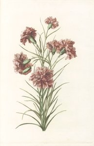 Stalk with Six Carnations by Anonymous