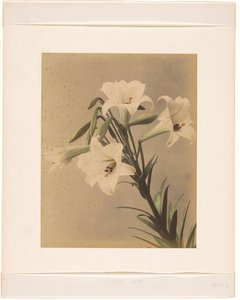 Branch of the Japanese Cherry