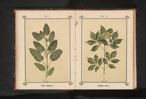 Branch of a Common Elder by Anonymous