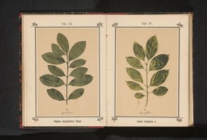 Branch of a camphor tree by Anonymous
