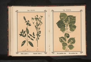 Branch of a summer linden and a branch of a winter linden by Anonymous