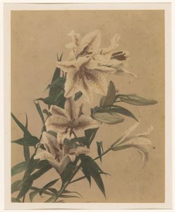 Tiger Lilies