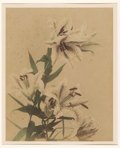 Tiger Lilies