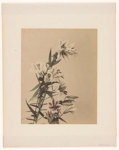 Tiger Lilies