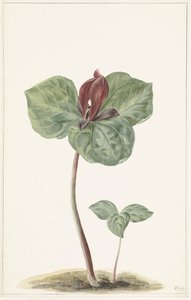 Trillium