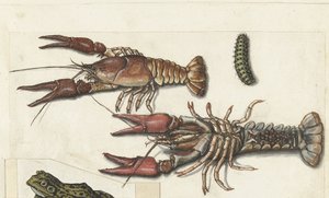 Two Langoustines and a Caterpillar (Lombard album) by Anonymous