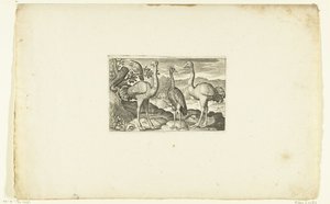 Two Ostriches Flanking a Crowned Crane Volatilium varii generis (...) (series title) by Anonymous