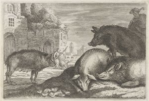 Pigs