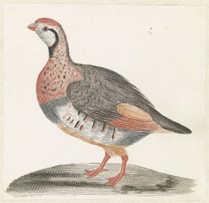 Partridge