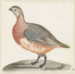 Veldhoen