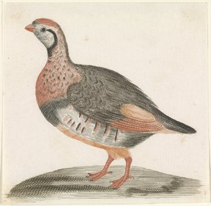 Partridge