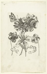 Four Flowers, Including Two Violets Novae Florum Icones (series title) by Anonymous