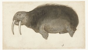 Walrus (Lombard Album) by Anonymous